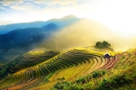 茶园