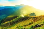 茶园