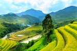茶园