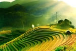 茶园