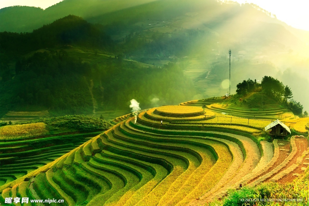 茶园