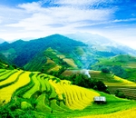 茶园