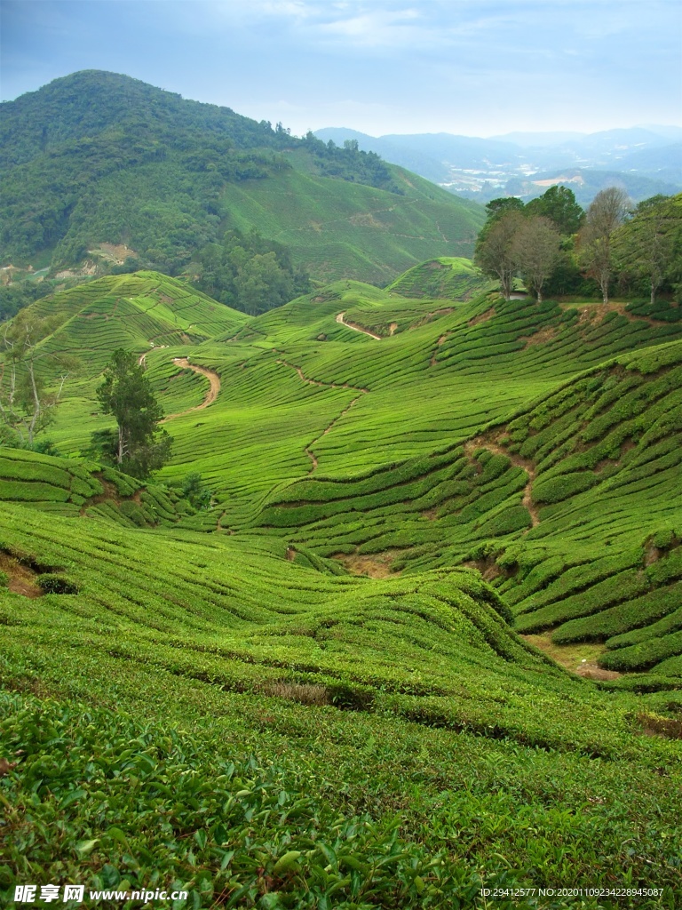 茶园