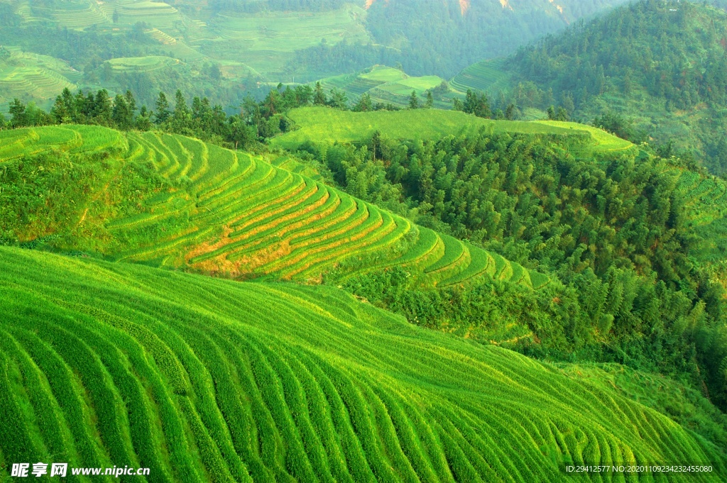 茶园