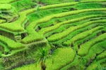茶园