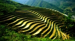 茶园