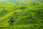 茶园