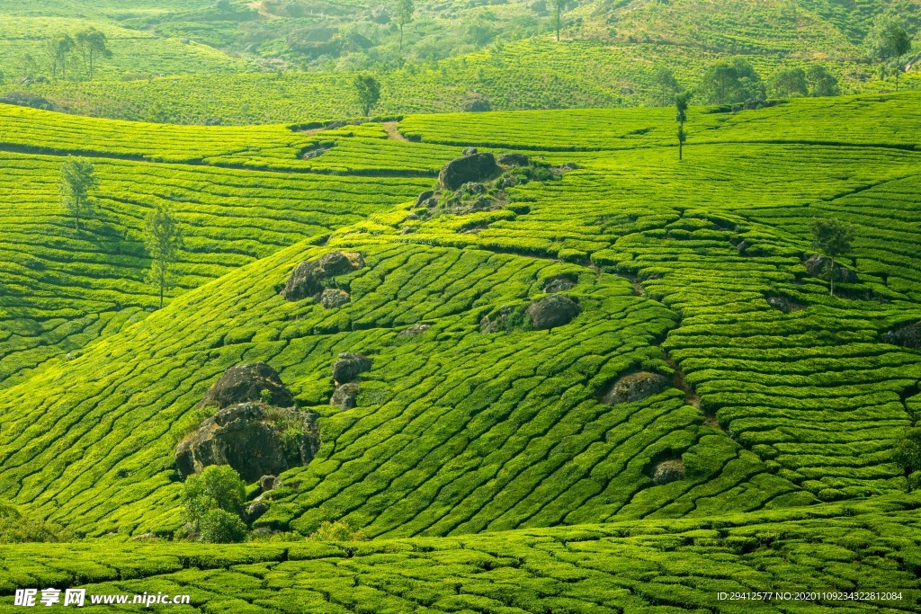 茶园