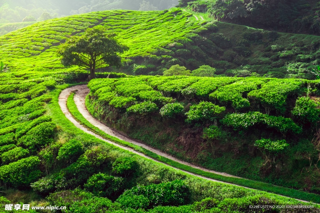 茶园