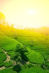 茶园