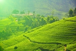 茶园