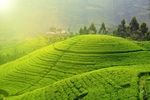 茶园