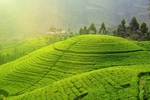 茶园