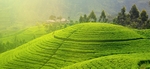 茶园