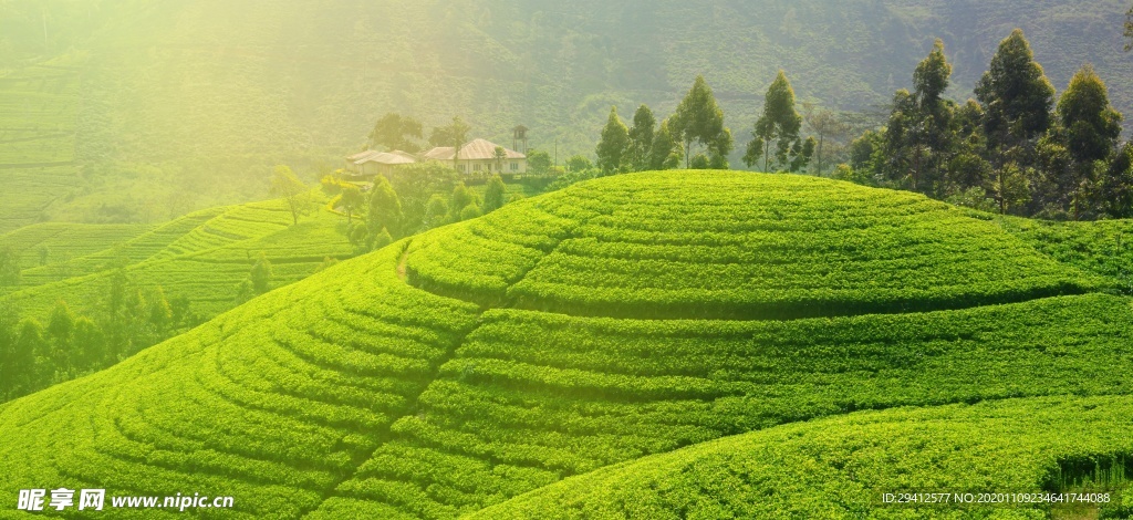 茶园