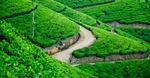 茶园