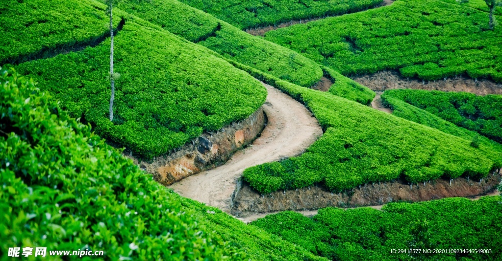 茶园