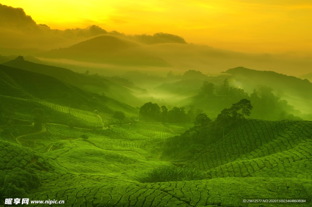 茶园
