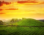 茶园