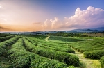 茶园