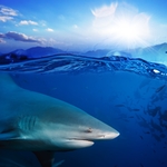 海浪