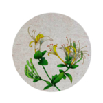 金银花