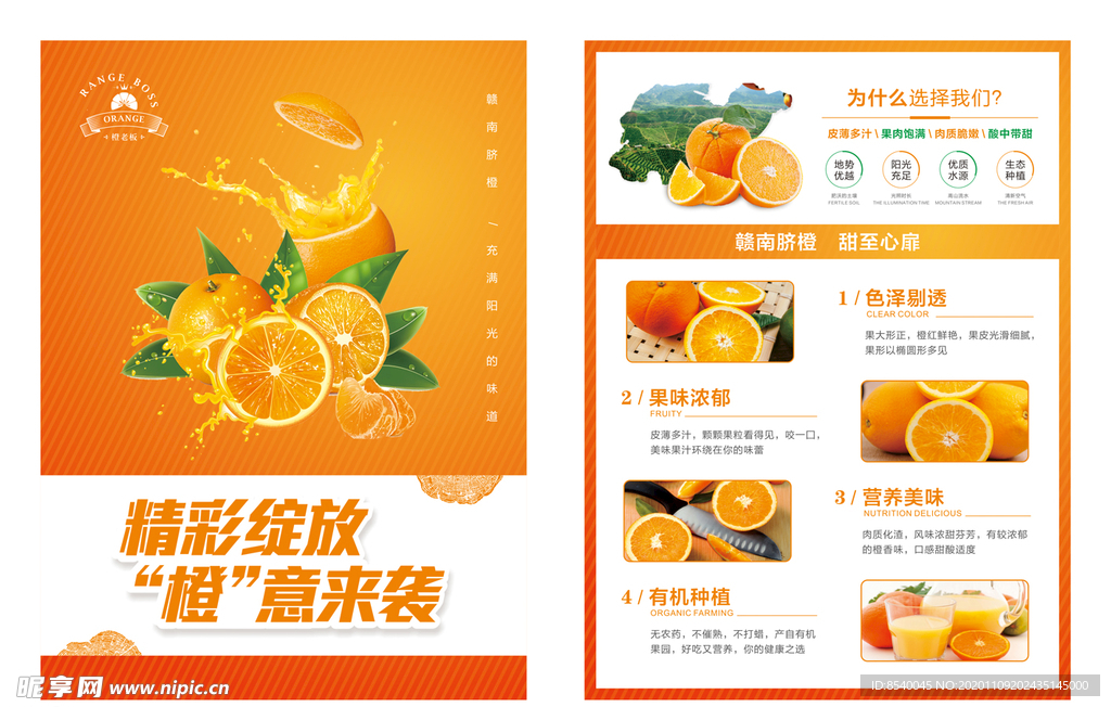 橙子宣传单页
