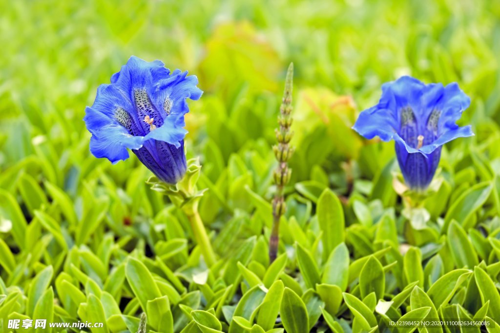 蓝色的龙胆花