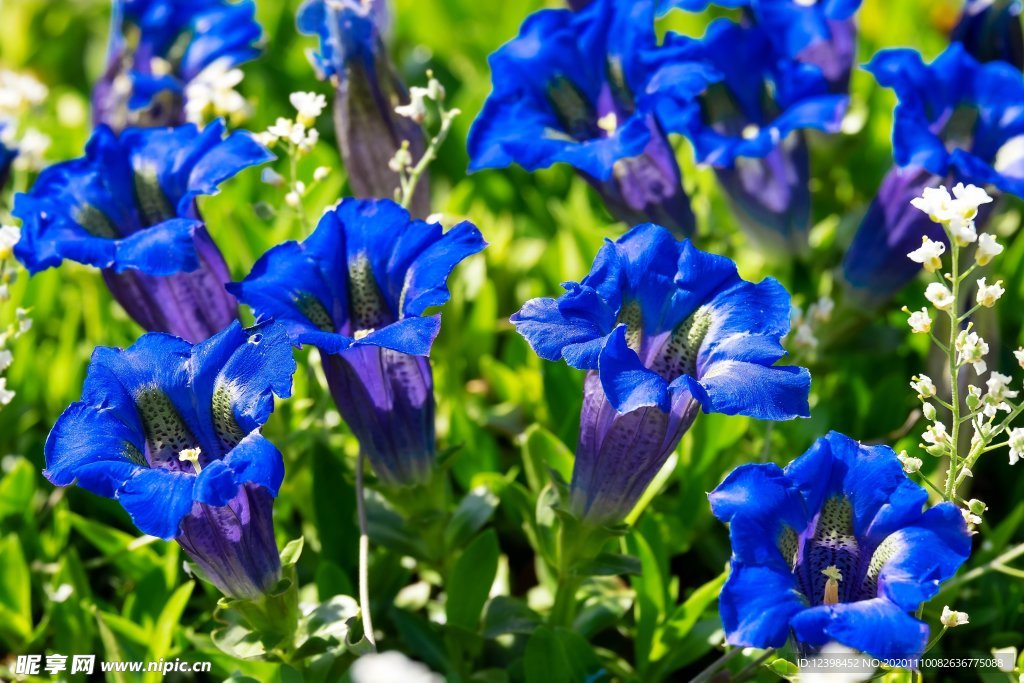 蓝色的龙胆花