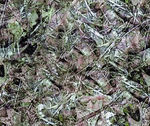 丛林土地土壤杂草贴图素材