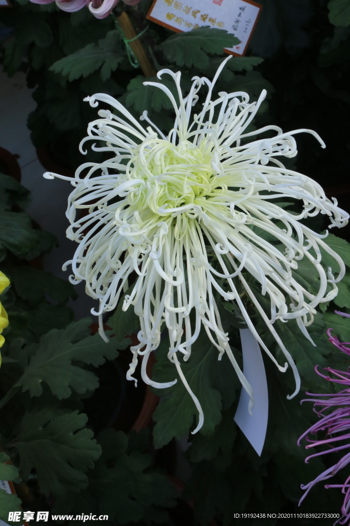 菊花