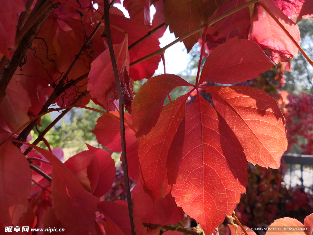 秋天阳光下的爬山虎红色叶片