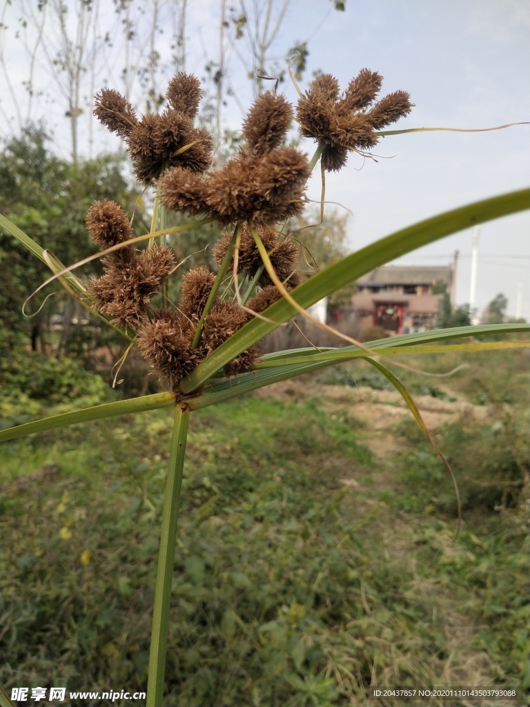 蓝天 野草
