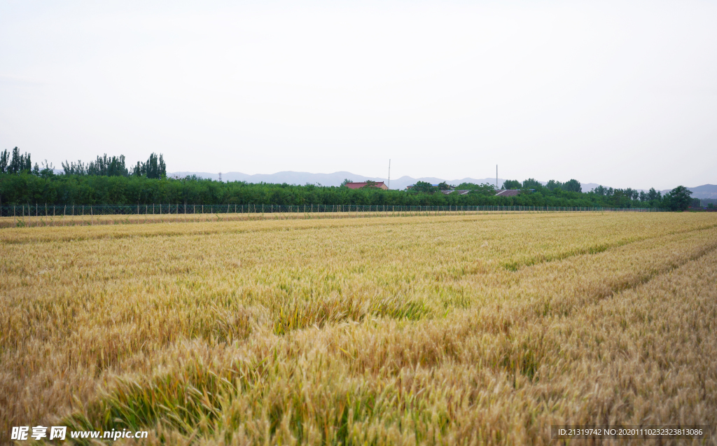 麦田