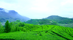 茶园