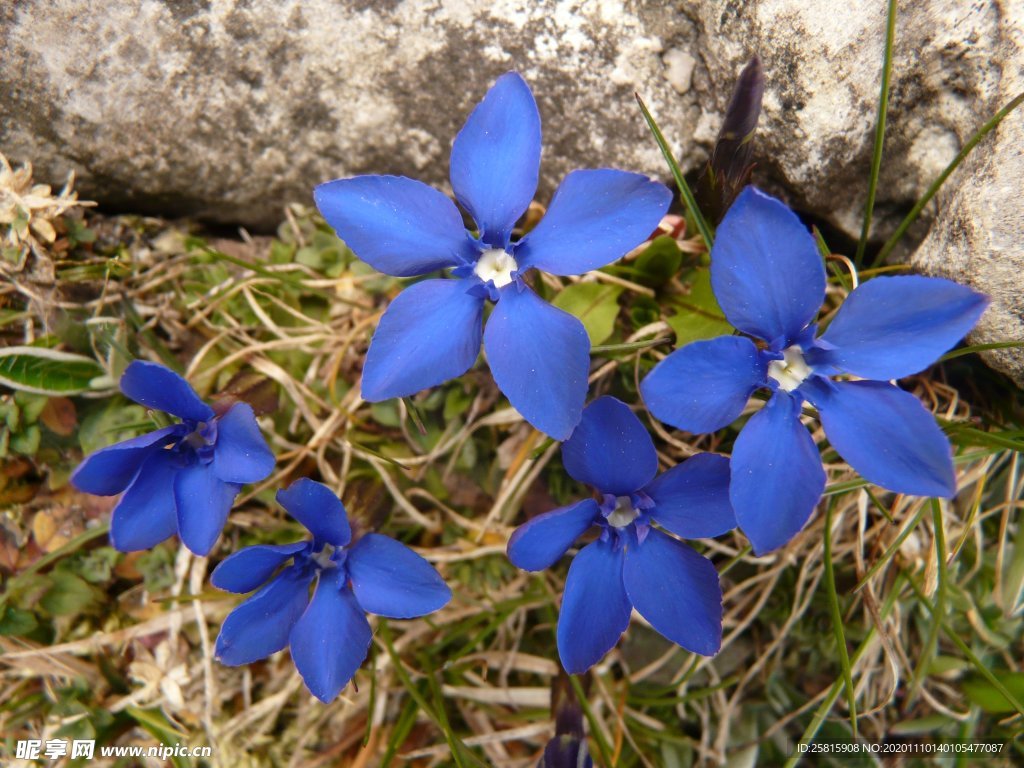 龙胆花