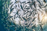 海底世界