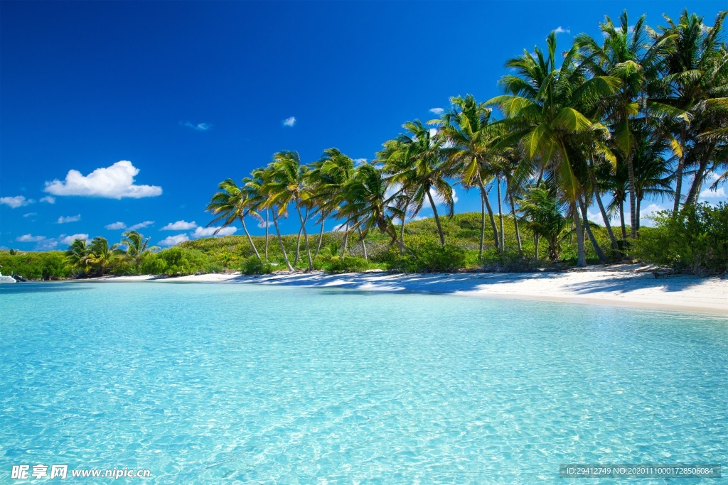 海滩棕榈椰树风景