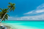 海滩棕榈椰树风景