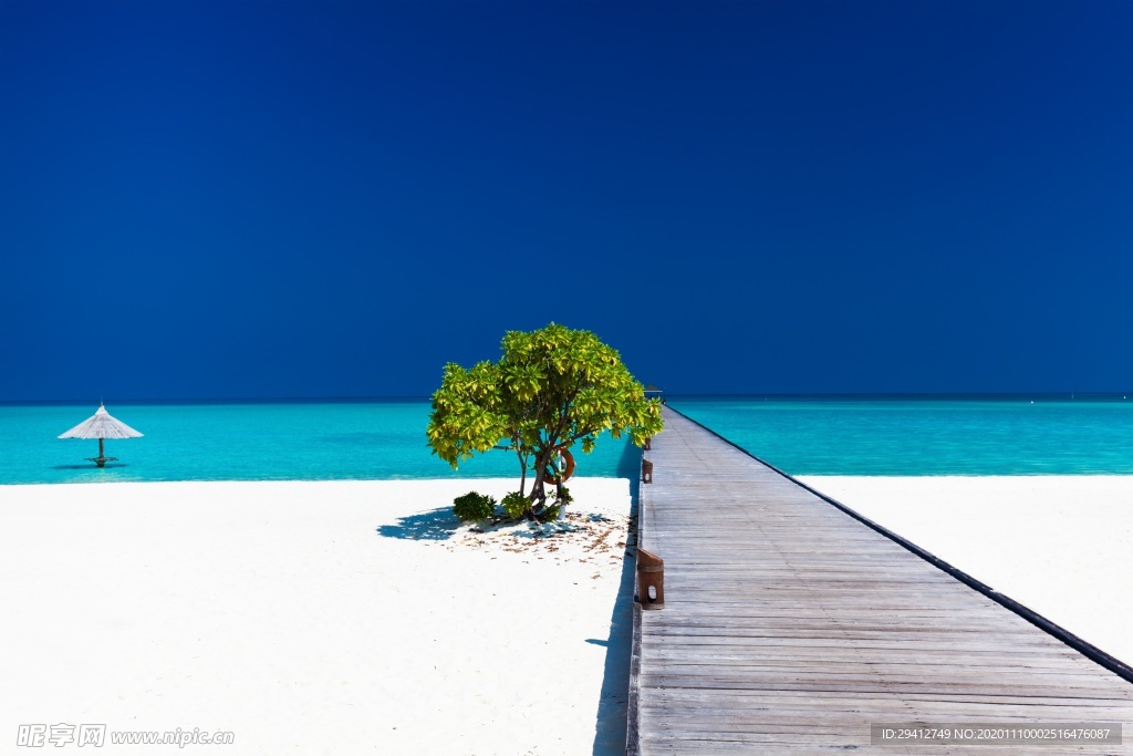 海滩棕榈椰树风景