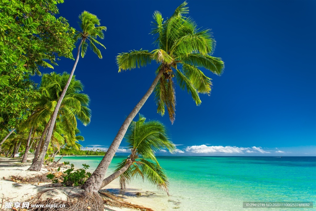 海滩棕榈椰树风景