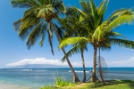 海滩棕榈椰树风景