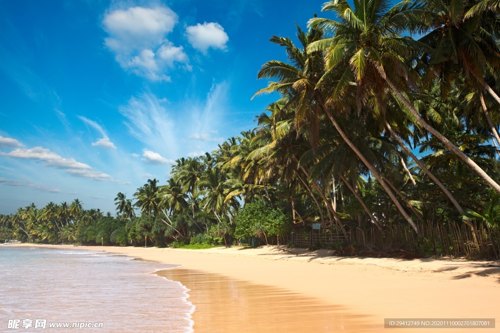 海滩棕榈椰树风景