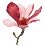 水彩绘画玉兰花图案