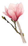 水彩绘画玉兰花图案