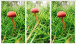 小蘑菇三连拍微距拍摄拼图