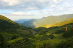 层层梯田森林园景