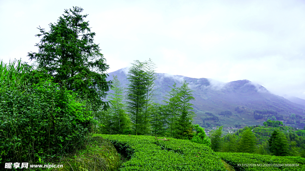 高山下的绿色茶园图