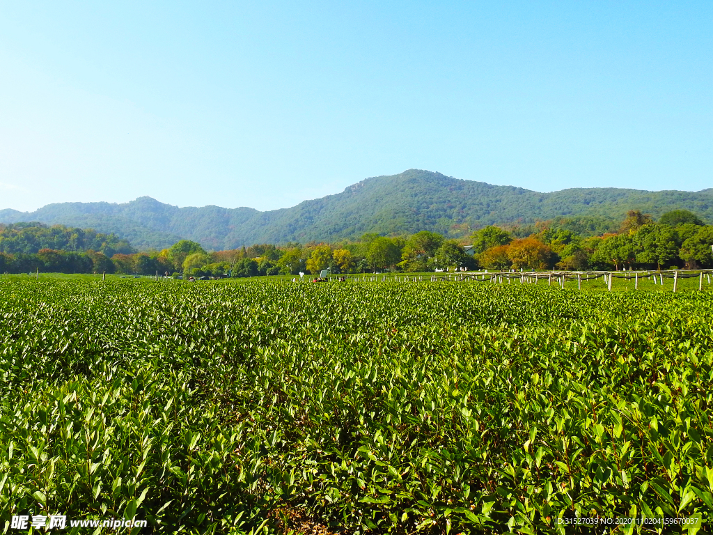 高山下的大片茶园图