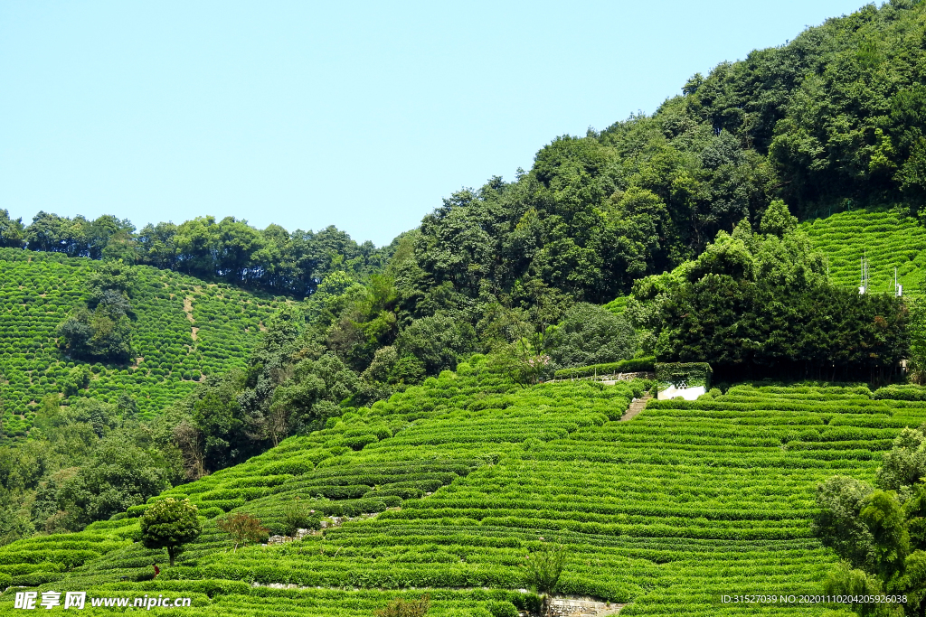 茶园梯田高清大图